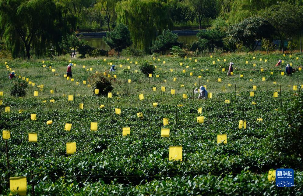 银河奥特曼